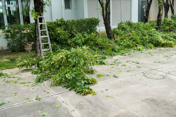 Best Tree Trimming Near Me  in Gainesville, VA